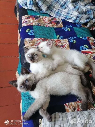 Кошка в дар бесплатно