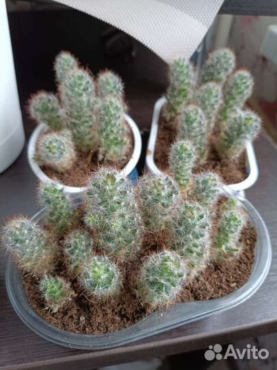 Кактус маммилярия цветущая