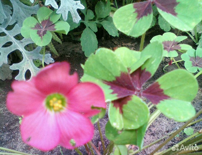 Оксалис Iron Cross