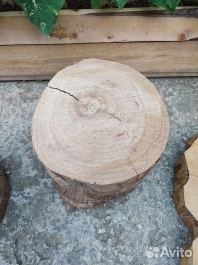 Спилы дерева