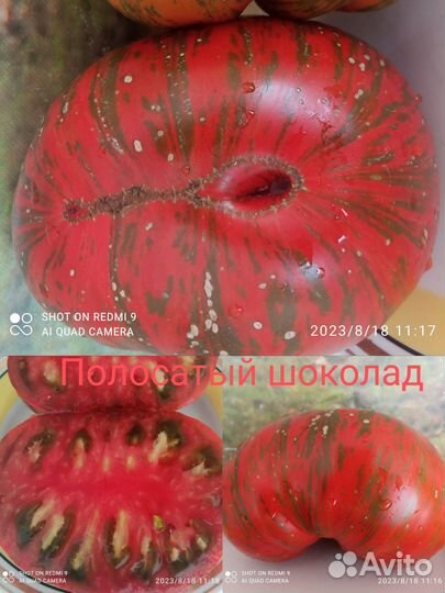 Семена коллекционных сортов томатов