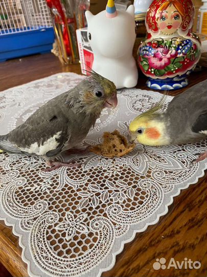 Птенец кореллы птенец