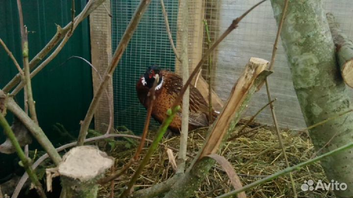 Продаю фазанов охотничьих