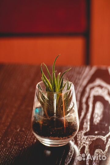 Коллекция объективов