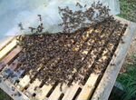 Пчелы группы селекции бакфаст