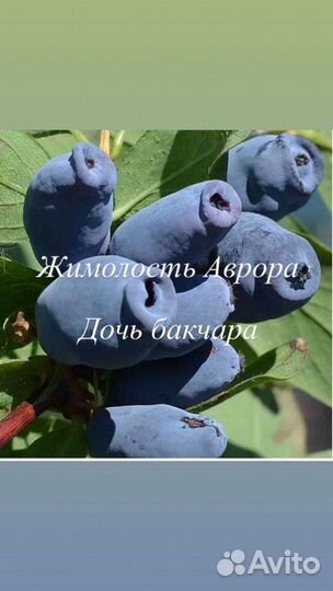 Жимолость Блю банана, хайнеби