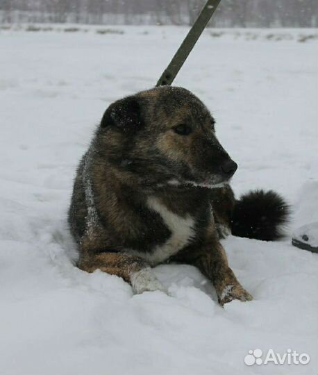 Тихо умрёт в клетке без любви