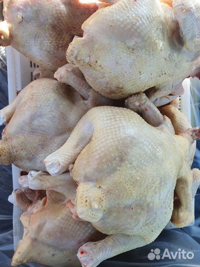Домашнее мясо курицы бройлер