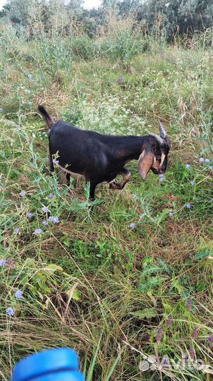 Продается козлик