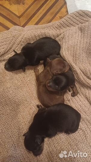 Той-терьер щенки