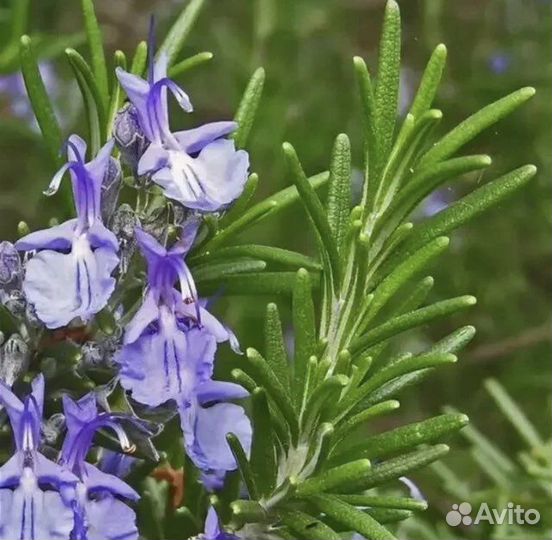 Розмарин рассада в горшке огород на подоконнике