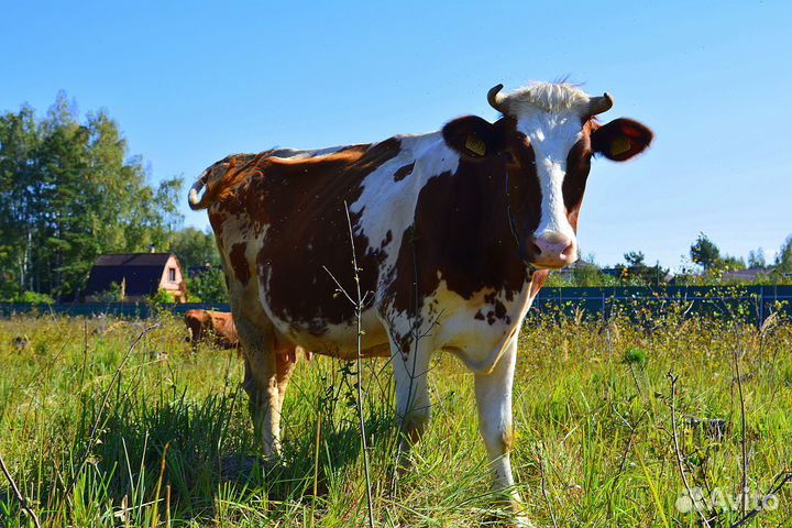Молочные продукты с фермы.С доставкой бесплатно