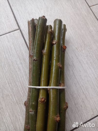 Лакомство для грызунов