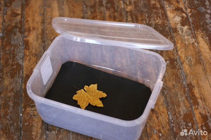 Контейнер для улиток Ахатина 16,5л новый