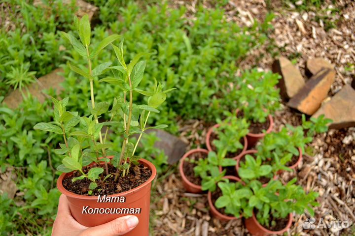 Мята саженцы Колосистая Ментоловая Болотная