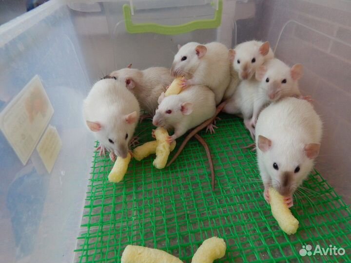 Крысята Дамбо в добрые руки. Сиамы и Голубые