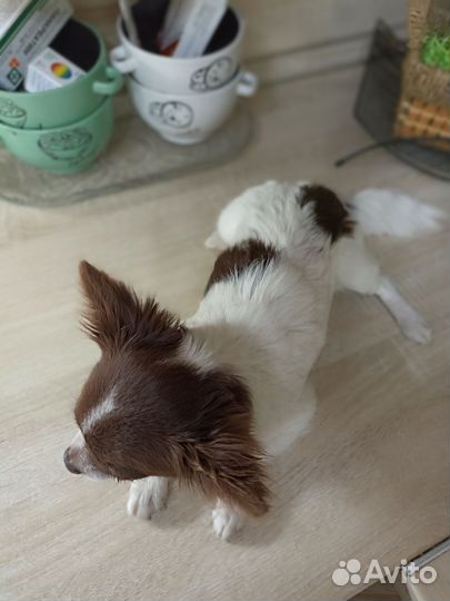 Девочка-мини