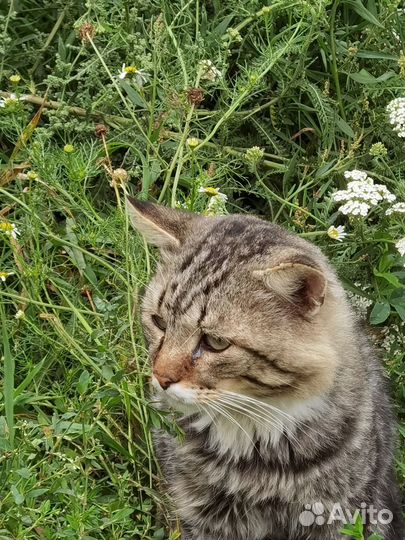 Котик в добрые руки