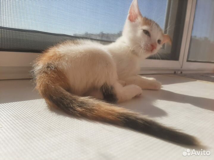 Котейки в добрые ручки)