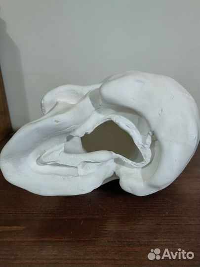 Гипсовые фигуры для рисования, экорше