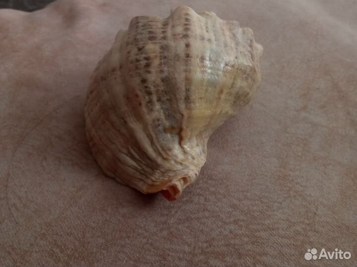 Ракушки для аквариума