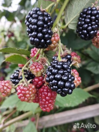 Ежевика бесшипая