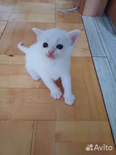 Котята Турецкой Ангоры