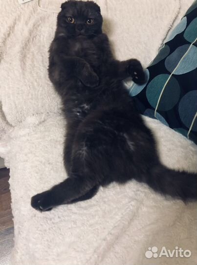 Кошка в добрые руки