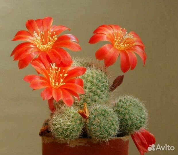 Семена кактуса Rebutia senilis