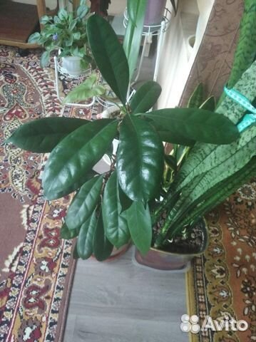 Фикус (Ficus cyathistipula)