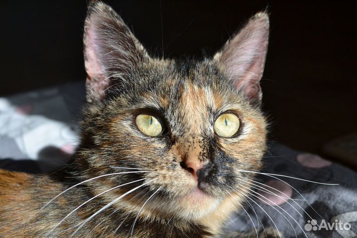 Котёнок ищет дом