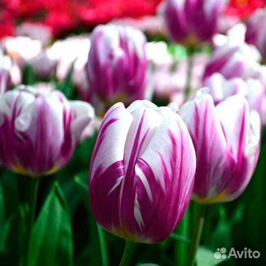 Сортовые тюльпаны, луковички