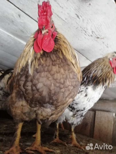 Петухи породистые