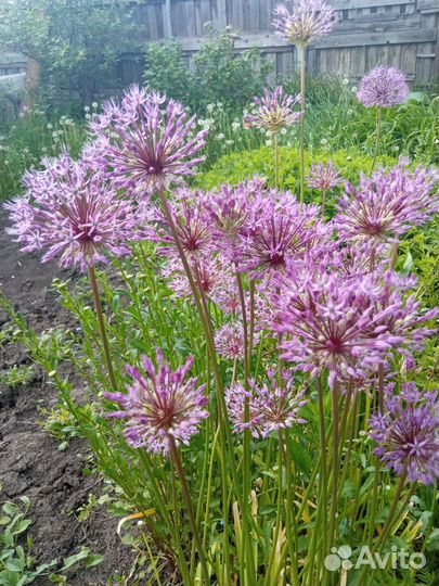 Луковицы декоративного лука