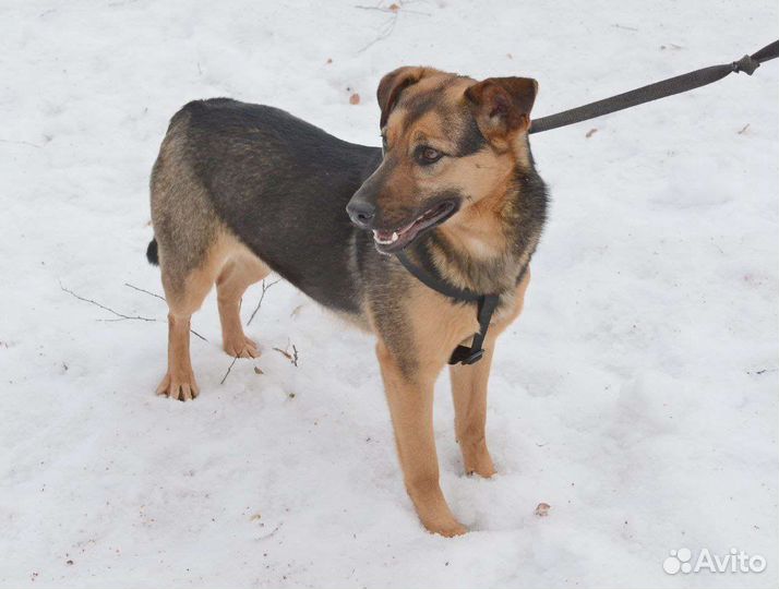 Собака в добрые руки