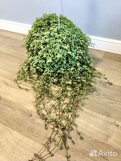 Пилея Ливанская