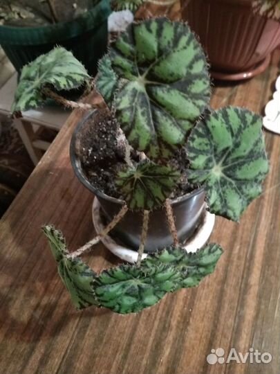 Бегония тигровая