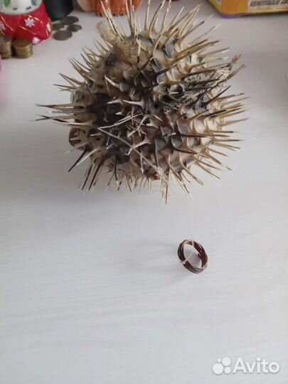 Чучело Рыбы Ёжа