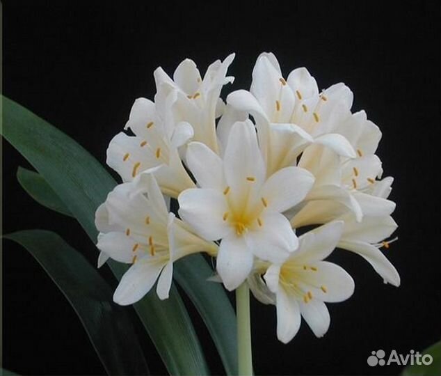 Кливия оранжевая,лососевая,красная,жёлтая,белая