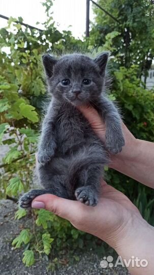 Котята 4шт в добрые руки (мальчики)