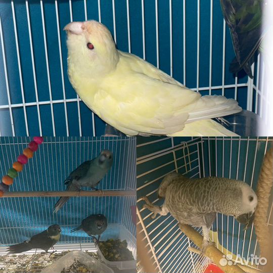 Попугай корелла безщекии,какарики ручные