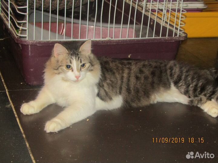 Кисы-сестрички ищут дом