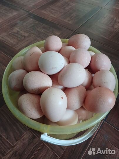 Яйца цесарки на еду