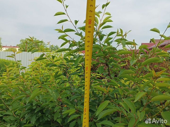 Вишня орех, китайский финик смородина слива