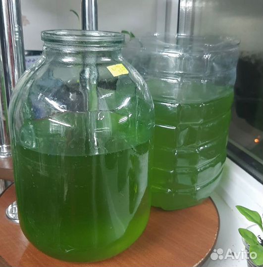 Тетраселмис