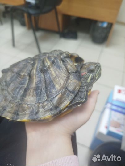 Черепаха