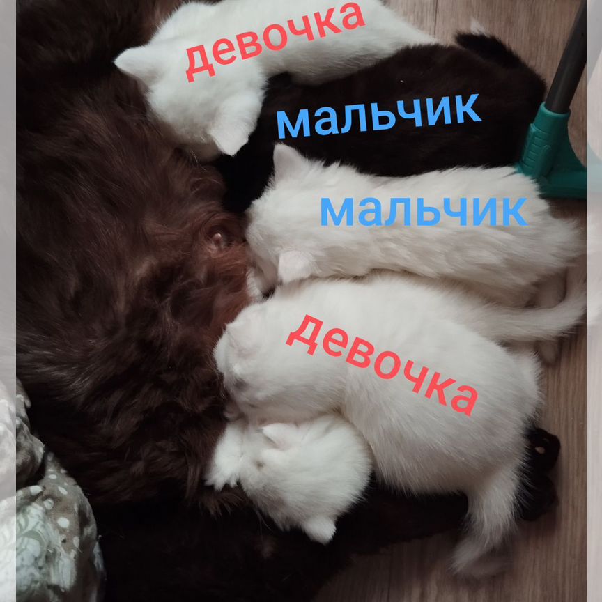 Шотландские котята