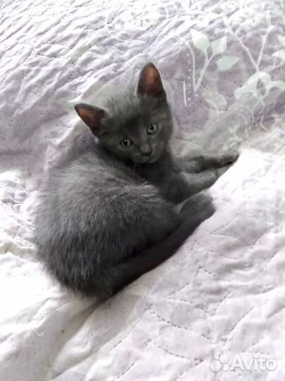 Котенок в добрые ручки