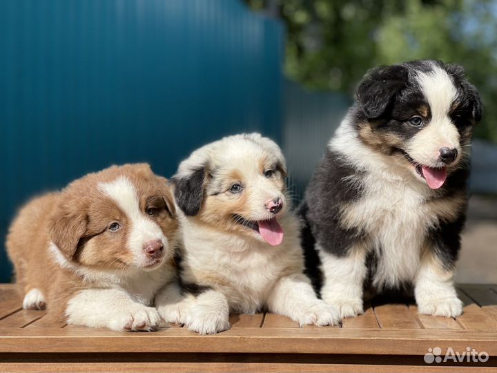 Австралийская овчарка аусси щенки