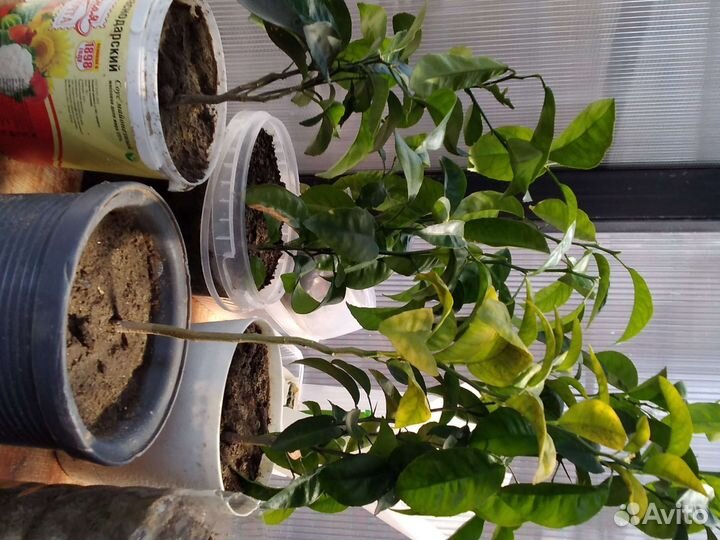 Саженцы цитрусовых